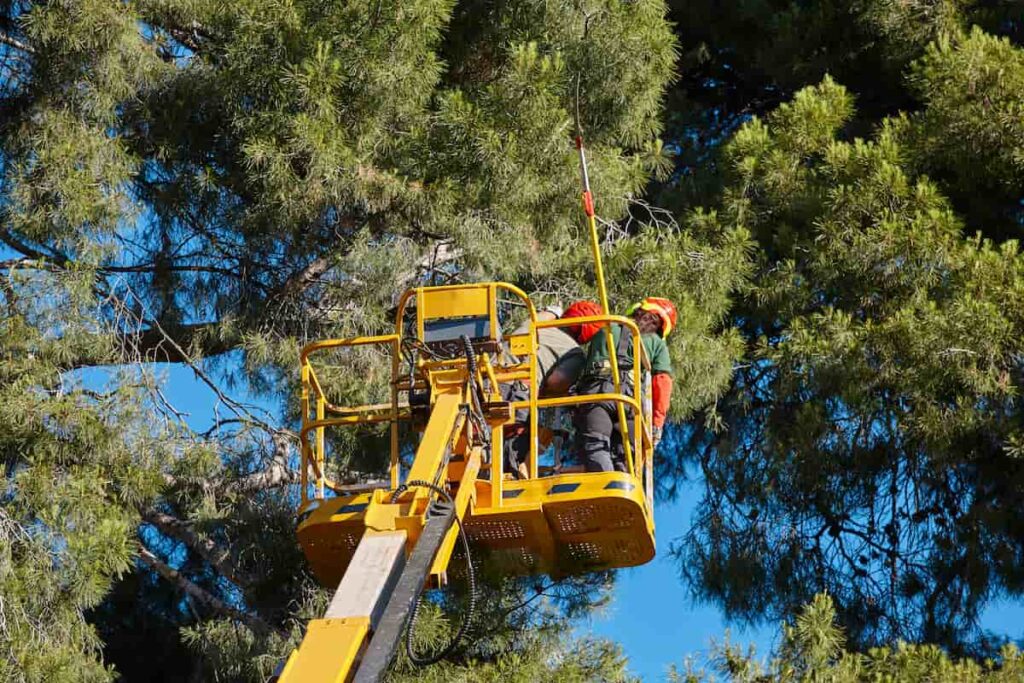 Two operators pruning trees from elevated platform during cherry picker course